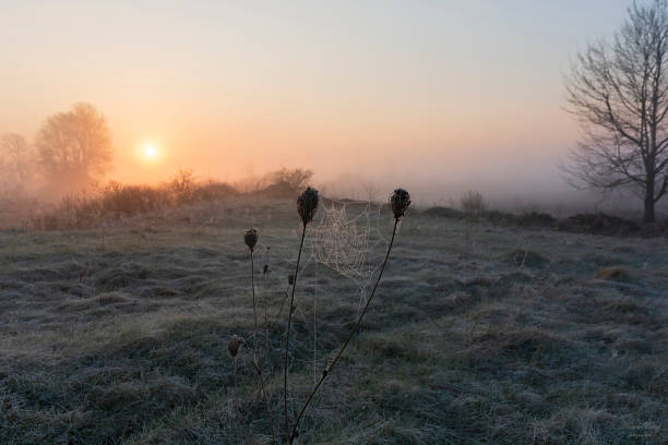 istock foggy dawn on the field 1469393439