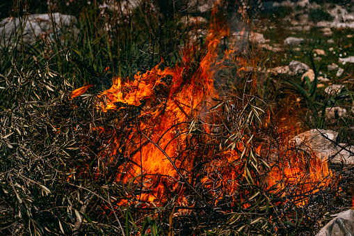 Close Up Burning Tree Branches