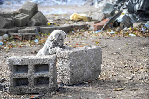 Un cachorro en la zona del terremoto photo