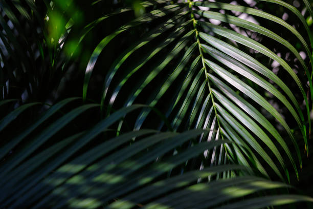 istock light and shadow on the tropical palm leaves, floral pattern background. 1469394951