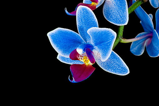 Blue phalaenopsis orchid flower bloomed on black background. Wedding background, Valentine's day concept.