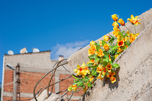 Artificial flower stuck between the columns of the building collapsed in the earthquake