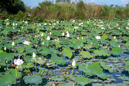 lotus flowers and leaves in a pond in Cambodia