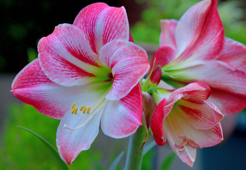 Hippeastrum/amaryllis is a genus in the family Amaryllidaceae with about 70-90 species. It produces tubular-shaped flowers on long and thick stems.