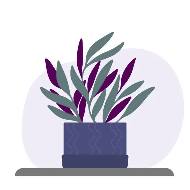 Vector illustration of Tradescantia in violet pot. Tropical plant indoor.
