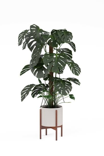 istock Monstera Deliciosa in a pot 1469406557