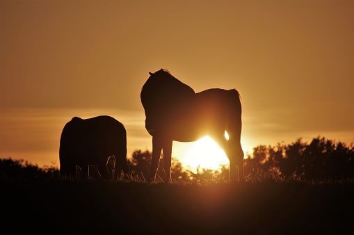 Grazing horses in silhouette at sunset