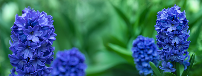 red and blue hyacinths blooming in a garden