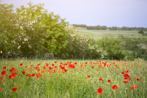 Wildflower field, beautiful morning with a lush meadow.