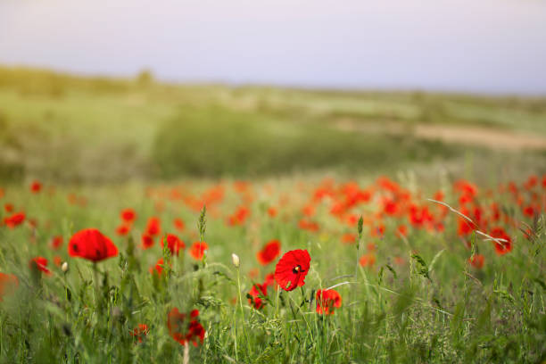 Wildflower field, beautiful morning with a lush meadow.