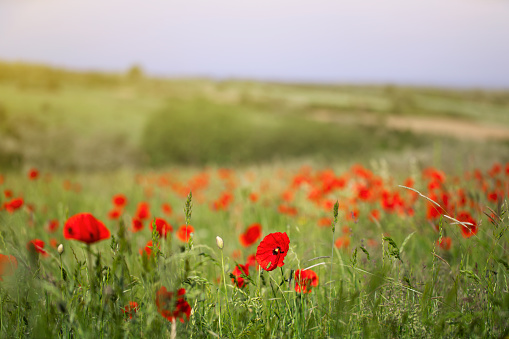 Wild poppy flowers field. Natural red background.