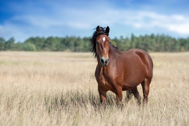 Horse outdoor on pasture Bay horse close up on summer yellow field horse stock pictures, royalty-free photos & images