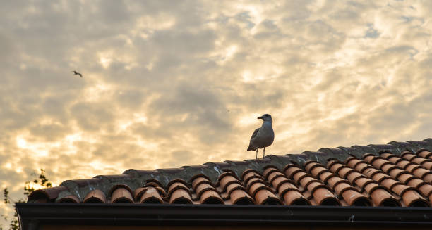 A bird standing on rooftop of brick house in sunset.