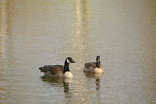 Winter day: two canada goose floating in a pond with reflection of tree trunks.