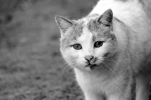 portrait of white-yellow cat,close-up cat with big eyes,cute stray cats,