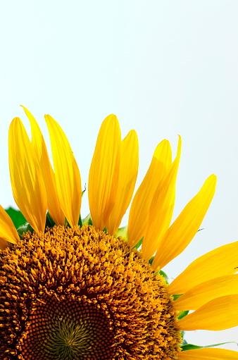 Single big yellow sunflower Sunflowers symbolize hope. Photographed in Lopburi, Thailand.