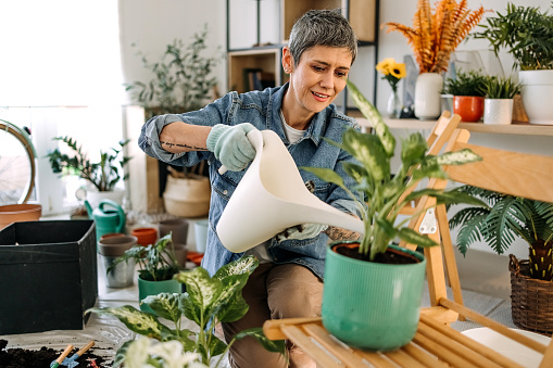 Young woman watering home potted plant at home