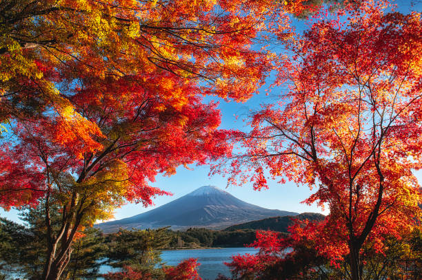 カラフルな葉を前面に持つ富士山 - reflection water snow river ストックフォトと画像