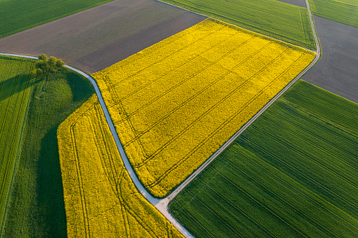 Aerial view of springtime landscape with yellow rapeseed fields.