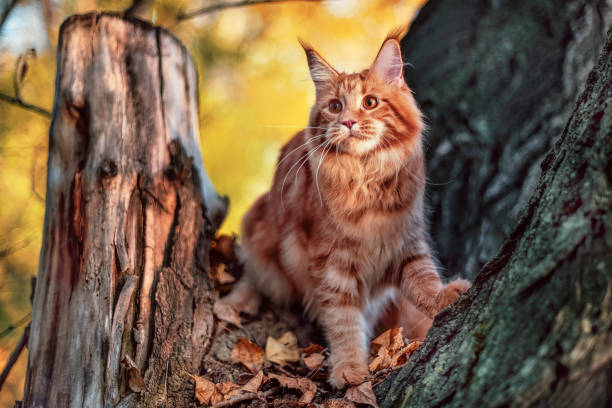 istock A big maine coon kitten. 1469432067