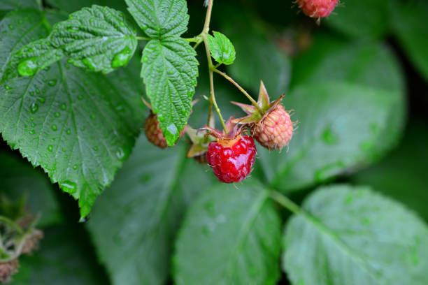 A red raspberry with drops of water on a branch with green leaves, macro