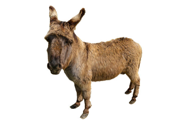 istock Donkey isolated over the white background 1469432377
