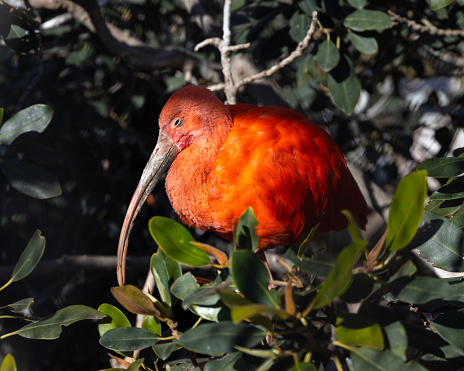 The scarlet ibis on a tree branch