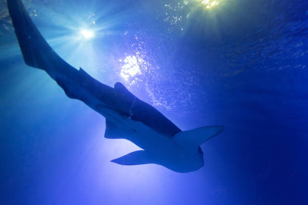 istock Shadow of the shark underwater 1469432590