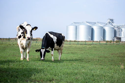 black and white cows in green grassy summer meadow under blue sky near amersfoort in the netherlands