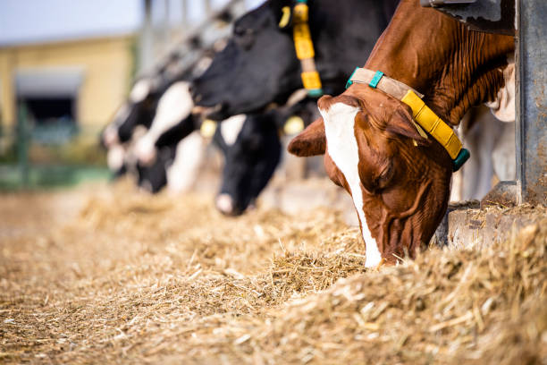 rebanho de vacas comendo feno em estábulo em fazenda leiteira. - ayrshire cattle cow husbandry cattle - fotografias e filmes do acervo