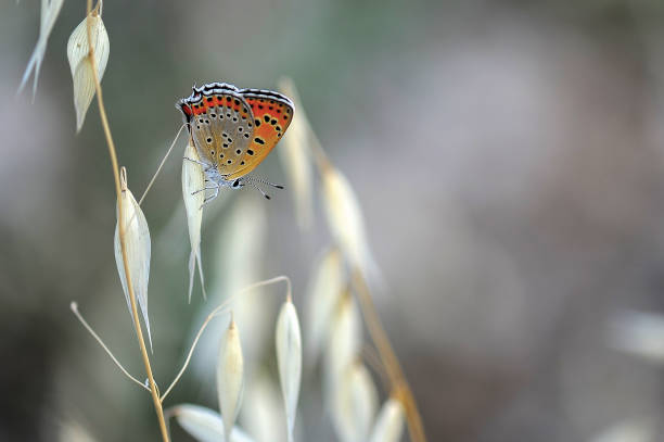 Macro image of an insect.
