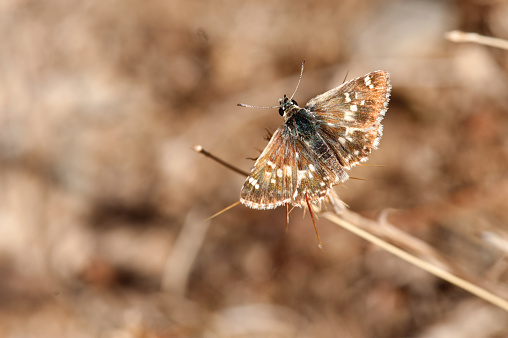 Sandy Grizzled Skipper Butterfly / Latin species name: Pyrgus cinarae