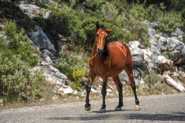 A brown horse on the road looking at the camera