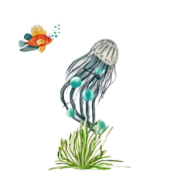 illustrazioni stock, clip art, cartoni animati e icone di tendenza di pesce medusa bolla di alghe oceano un acquerello - water plant coral sea jellyfish