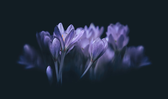 Low-angle macro of crocuses with a dark, somber, matte , dark blue background; negative space, copy space