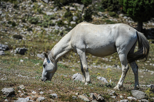 A white horse eating grass