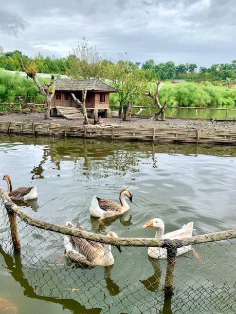 istock Duck in the pond 1469443909