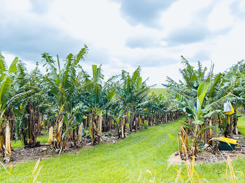 Horizontal landscape photo of green leaves and brown trunks on Banana trees growing in rows on a Banana Farm near Byron Bay, subtropical north coast of NSW. Dry grasses in foreground.