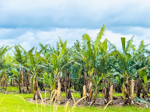 Horizontal landscape photo of green leaves and brown trunks on Banana trees growing in rows on a Banana Farm near Byron Bay, subtropical north coast of NSW. Dry grasses in foreground.