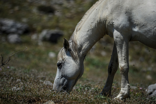 Close-up of a white horse eating grass