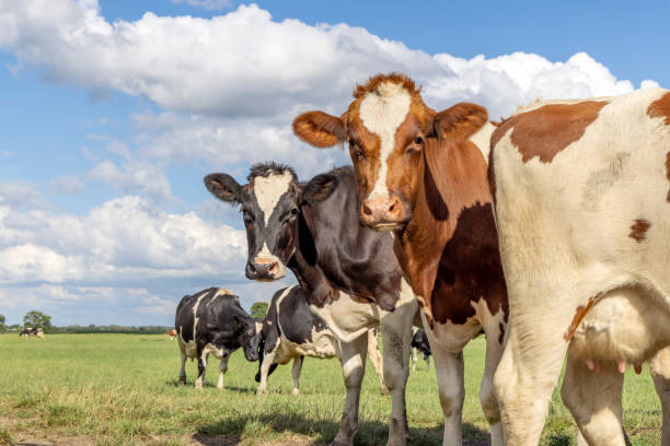 istock Cows play peekaboo, black red and white, looking curious, multi color diversity  in a green field 1469451587