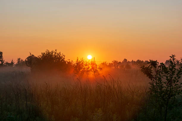 istock foggy dawn on the field 1469452381