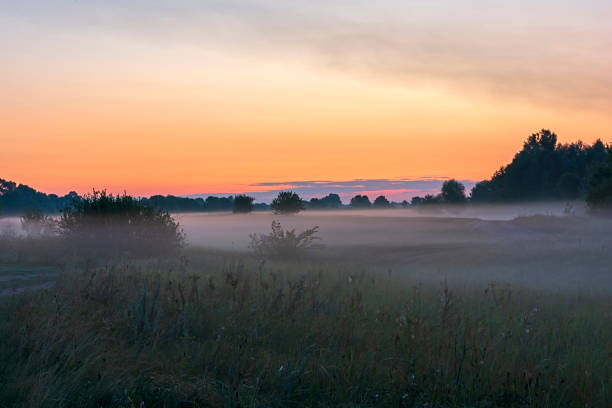 foggy dawn on the field