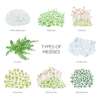 Vector collection of hand drawn mosses. Types of mosses illustration