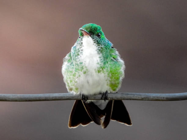 istock hummingbird sitting on a wire watching nature 1469453879