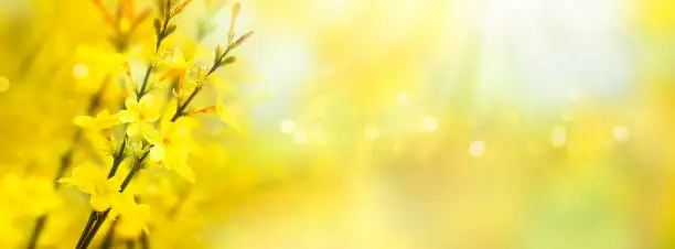 closeup of an isolated flowering forsythia in springtime sunshine, beautiful floral early spring background banner concept with copy space and defocused lights in saturated yellow color
