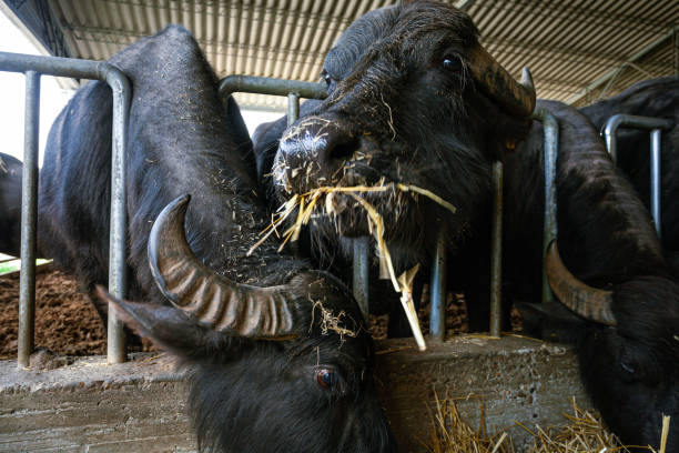 istock Bufala mozzarella production in Italy: buffalo cow 1469454987