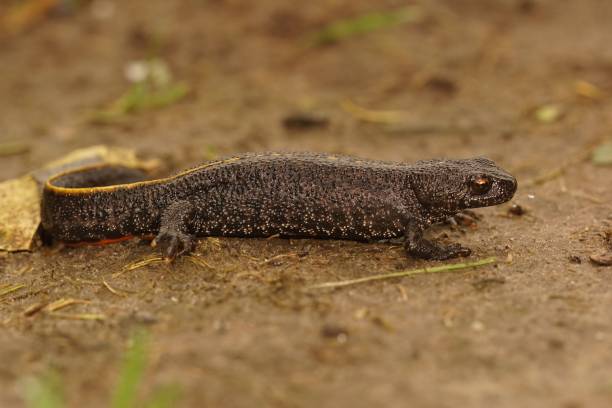 istock Closeup of a terrestrial Balkan crested newt, Triturus ivanbures 1469455271