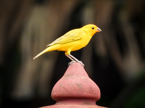 Prothonotary warbler, protonotaria citrea, beautiful small bird. Rarely seen in Canada, it is listed endangered.