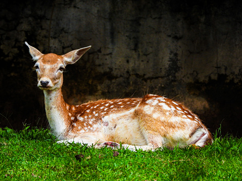 In this photo, we see a beautiful deer peacefully resting in a lush green pasture. Its head is resting on the ground, and its eyes are closed, giving the impression that it's enjoying a moment of tranquility. The deer's fur is a mix of brown and beige, with a white belly and spots on its back.